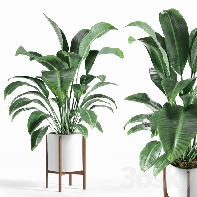 3d models Indoor Pot plant