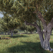 Olive park