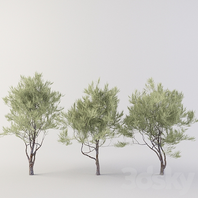 desert willow - Tree - 3D Models.