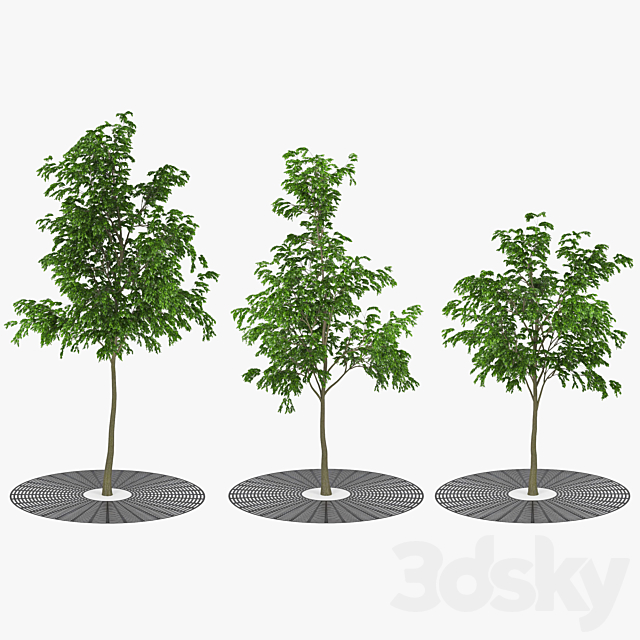 3d models: Tree - Street tree