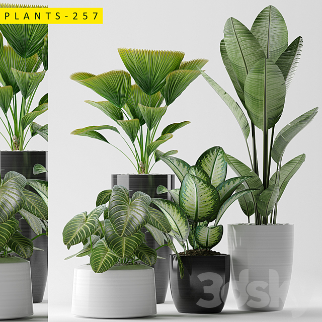 3D pokojové rostliny