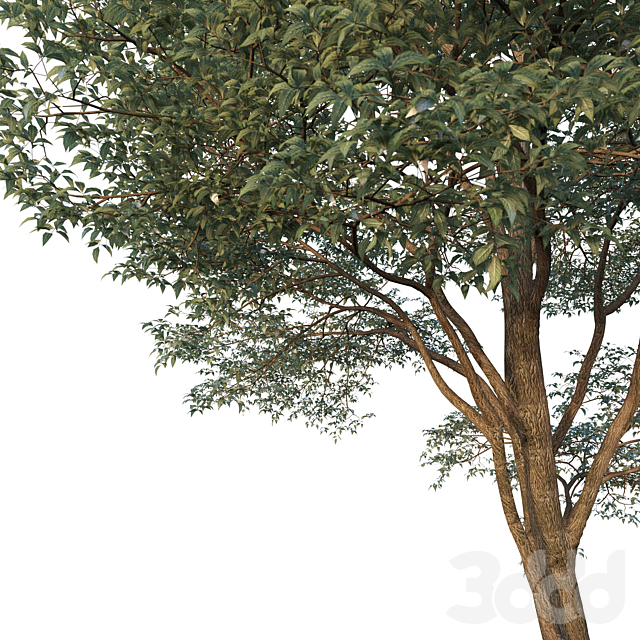 
                                                                                                            Common Tree model 1
                                                    