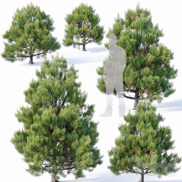 
                                                                                                            Pinus sylvestris #4 H110cm-300cm V2
                                                    