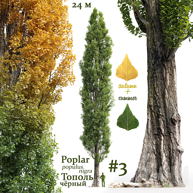
                                                                                                            Тополь черный / Poplar / Populus nigra #3
                                                    