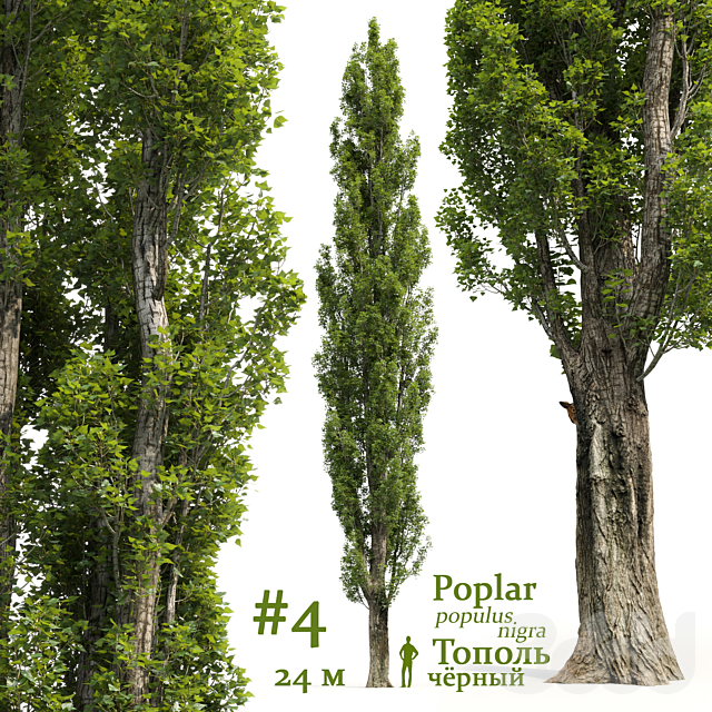 
                                                                                                            Тополь / Poplar / Populus #4
                                                    