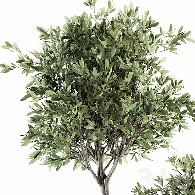 
                                                                                                            indoor Plant Set 239 - Olive in Pot
                                                    
